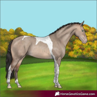 Horse Color:Sable Champagne Dun Tobiano Rabicano 