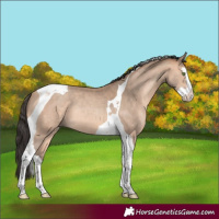 Horse Color:Sable Champagne Splash Tobiano Rabicano 