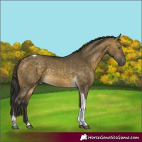 Horse Color:Buckskin Dun Tobiano Rabicano 
