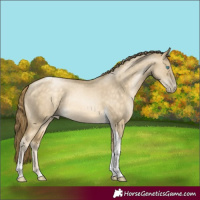 Horse Color:Buckskin Pearl Dun Tobiano Rabicano