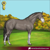 Horse Color:Smoky Grullo Sabino Tobiano Rabicano