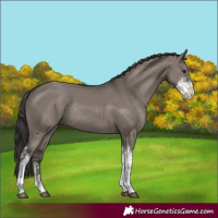 Horse Color:Smoky Grullo Sabino Tobiano Rabicano