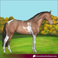 Horse Color:Sable Champagne Tobiano Rabicano