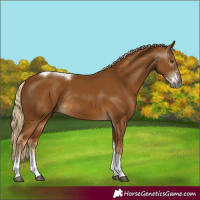 Horse Color:Gray Palomino Sabino Tobiano Rabicano