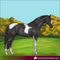 Horse Color:Smoky Black Tobiano Rabicano