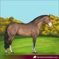 Horse Color:Brown Dun Sabino Rabicano 