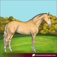 Horse Color:Palomino Dun Sabino Rabicano 