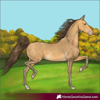 Horse Color:Amber Cream Champagne 