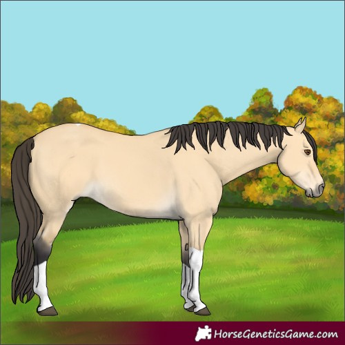 Horse Color:Buckskin Dun Tobiano 