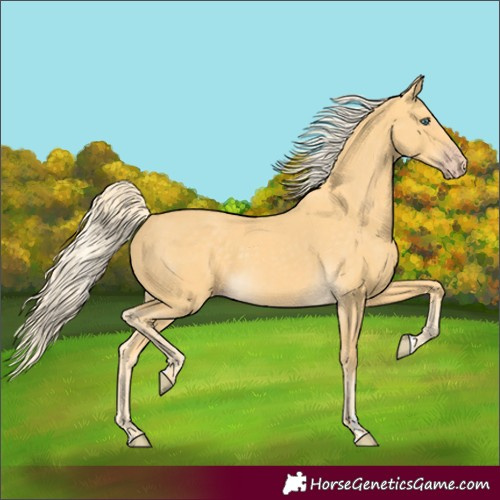 Horse Color:Gold Cream Champagne 