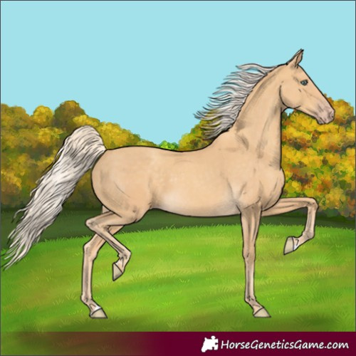 Horse Color:Gold Cream Champagne 