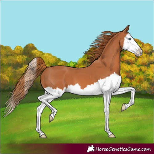 Horse Color:Chestnut Splash 