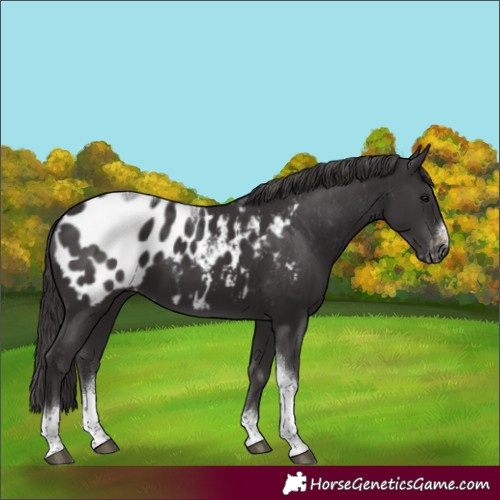 Horse Color:Smoky Black Tobiano Frame Appaloosa Rabicano 