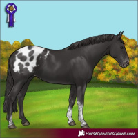 Horse Color:Smoky Black Tobiano Appaloosa Rabicano 