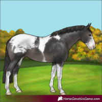 Horse Color:Smoky Black Sabino Tobiano Appaloosa 