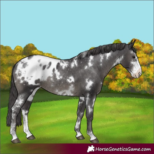 Horse Color:White Spotted Smoky Black Sabino Appaloosa Rabicano