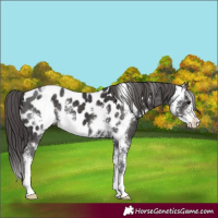 Horse Color:Smoky Black Sabino Appaloosa
