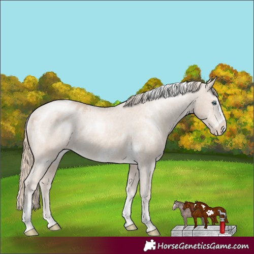 Horse Color:Smoky Creme Tobiano Frame Appaloosa 