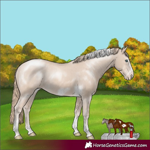 Horse Color:Smoky Creme Tobiano Frame Appaloosa