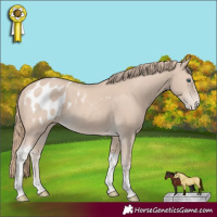Horse Color:Smoky Creme Tobiano Appaloosa 