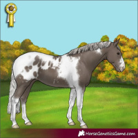 Horse Color:Silver Smoky Black Tobiano Appaloosa