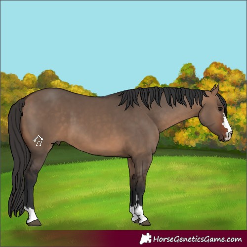 Horse Color:Bay Dun 