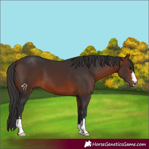 Horse Color:Bay 