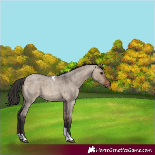 Horse Color:Brown Roan Dun Tobiano