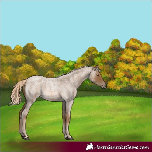 Horse Color:Chocolate Palomino Roan
