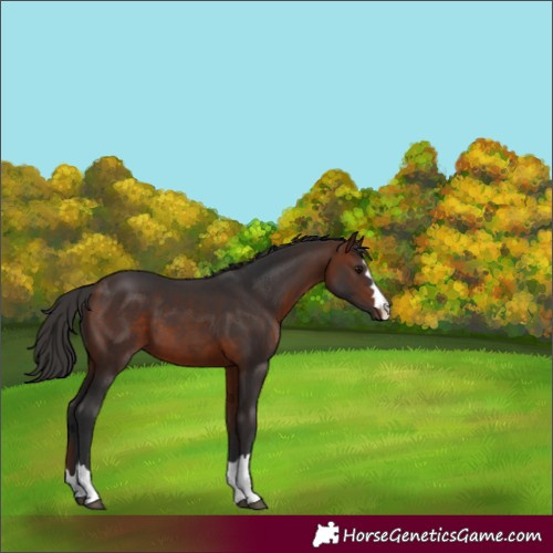 Horse Color:Bay 