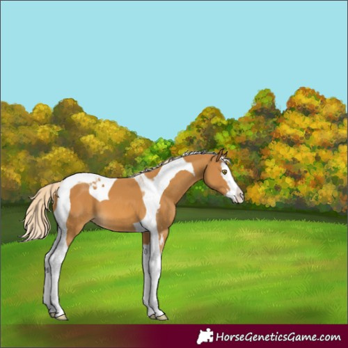 Horse Color:Palomino Splash Tobiano Appaloosa 