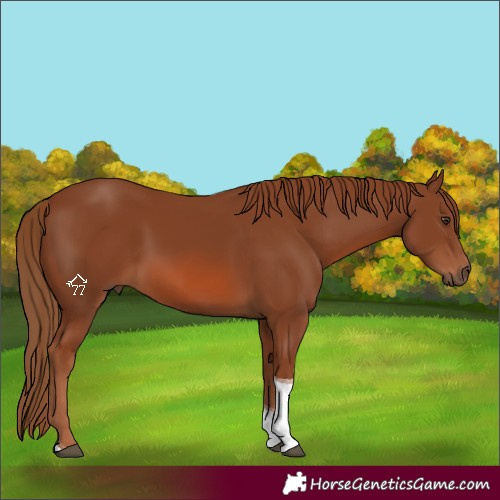 Horse Color:Chestnut Tobiano