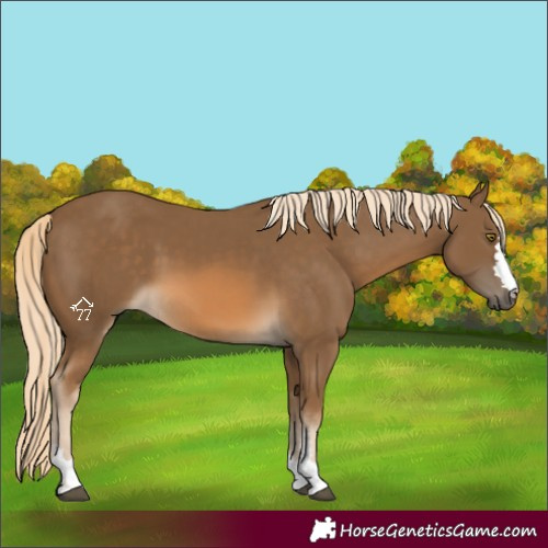 Horse Color:Chocolate Palomino 
