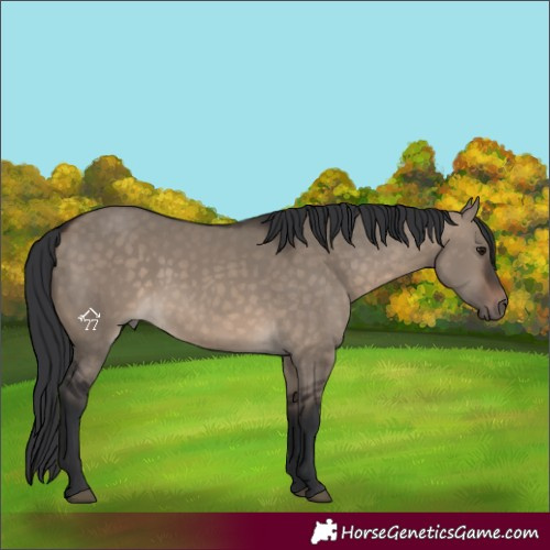 Horse Color:Brown Dun 