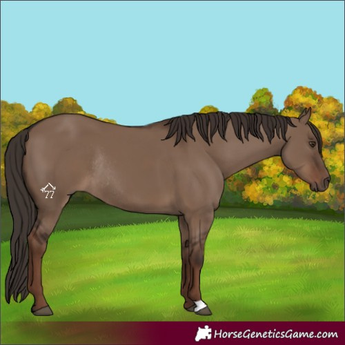 Horse Color:Liver Red Dun Rabicano