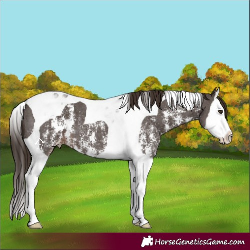 Horse Color:Liver Chestnut Sabino Splash Tobiano 
