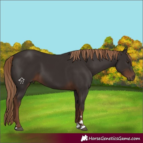 Horse Color:Liver Chestnut