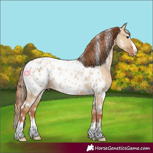 Horse Color:White Spotted Red Dun Blanket