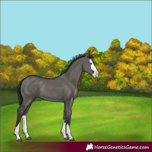 Horse Color:Grullo Splash Rabicano 