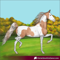 Horse Color:Gold Champagne Splash Tobiano