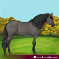 Horse Color:Grullo 