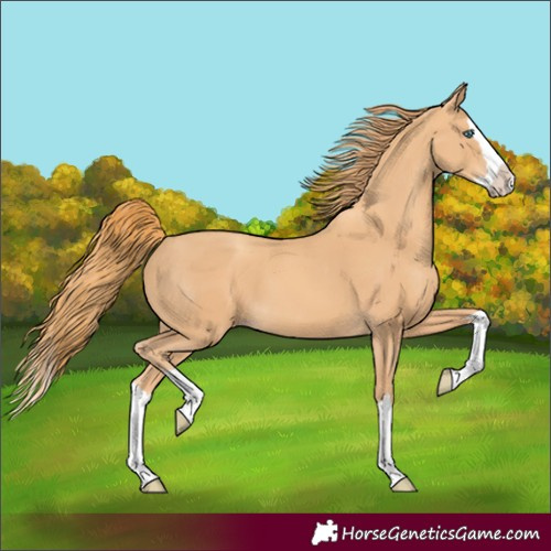 Horse Color:Gold Champagne Splash 