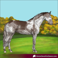 Horse Color:Liver Chestnut Splash Tobiano Rabicano 