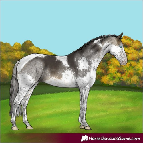 Horse Color:Buckskin Sabino Splash Tobiano
