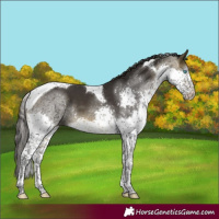 Horse Color:Buckskin Sabino Splash Tobiano 