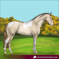 Horse Color:Buckskin Pearl Dun Sabino Tobiano Rabicano
