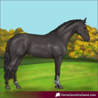 Horse Color:Smoky Black Tobiano Rabicano