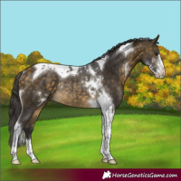Horse Color:Buckskin Sabino Tobiano Rabicano 