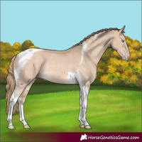 Horse Color:Perlino Tobiano Rabicano