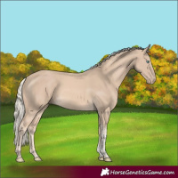 Horse Color:Cremello Tobiano Rabicano 
